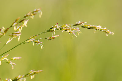 Grass flower with stamens