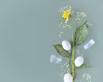 Close-up of white flowering plant