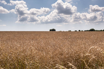 Scenic view of agricultural field against sky