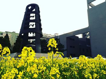 Plants growing on a wall