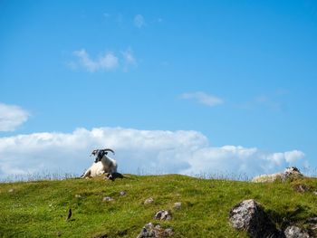 Low angle view of a horse on field against sky