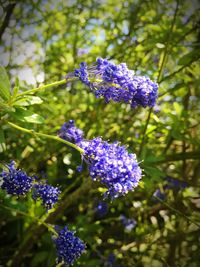 Close-up of purple flowers blooming outdoors