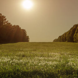 Scenic view of field against clear sky