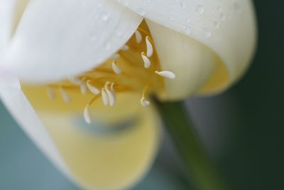 Macro shot of yellow flower