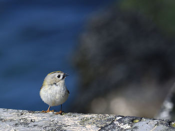 Close-up of bird perching on rock