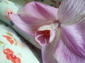 Close-up of pink flower