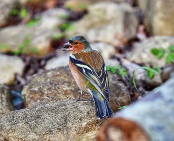 Close-up of bird perching on rock