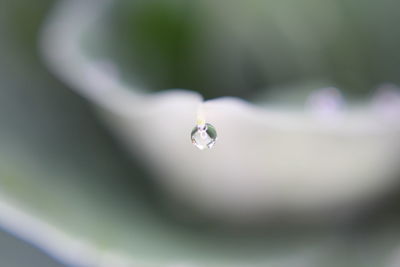 Close-up of water drop on leaf