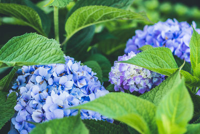 Close-up of purple flowering plant