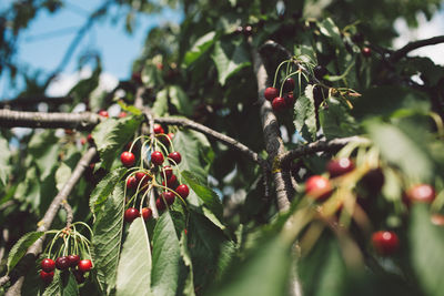 Low angle view of cherries growing on tree