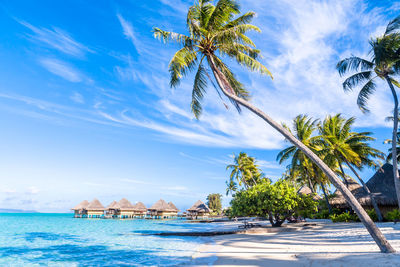 Palm trees on beach against blue sky