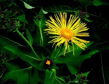 Close-up of yellow flowers blooming in field
