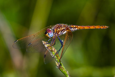 Close-up of dragonfly on leaf