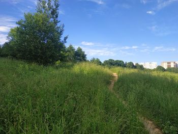 Scenic view of grassy field against sky