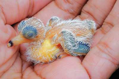 Close-up of hand holding baby