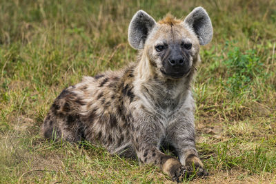 Portrait of hyena resting on field in zoo