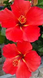 Close-up of red hibiscus blooming outdoors