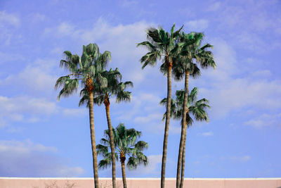 palm tree