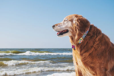 Dog looking away while standing on beach