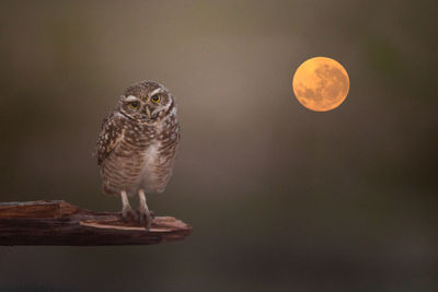 Close-up portrait of owl perching on tree against full moon in sky 