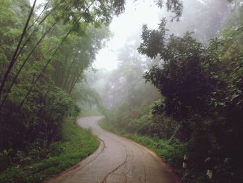 Road passing through forest