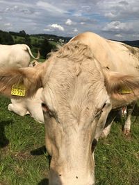 Close-up of cow on field against sky