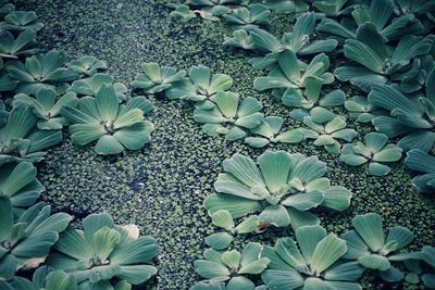 High angle view of flowering plants on field