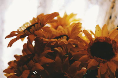 Close-up of flowers against blurred background