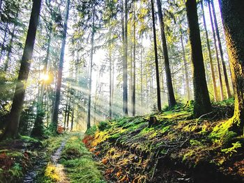 Sunlight streaming through trees in forest