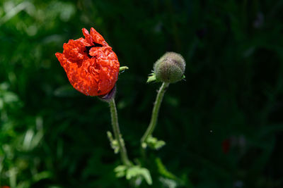 Close-up of red poppy flower