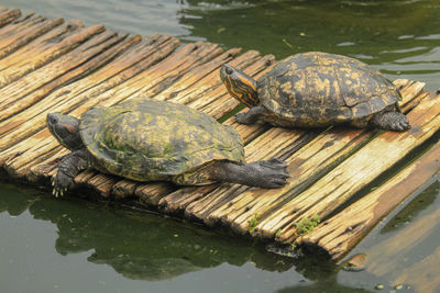 High angle view of tortoise in lake