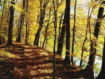 Trees in forest