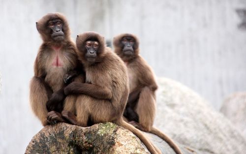 Monkey sitting on rock