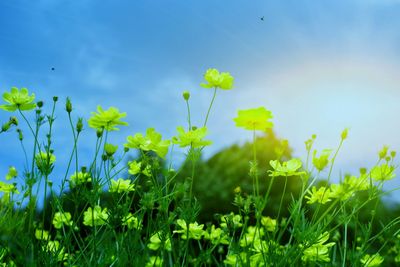 Close-up of flowering plants on field against blue sky