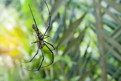 Close-up of spider on web