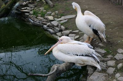 Swans in lake