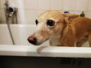 Close-up of dog in bathroom