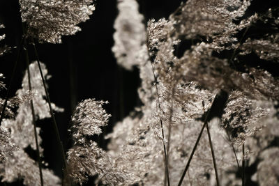 Close-up of plant against blurred background