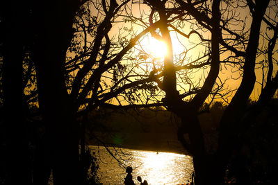 Sunlight streaming through silhouette tree at sunset