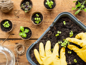 Woman in yellow rubber gloves plants basil seedlings in ground. table with biodegradable flower pots