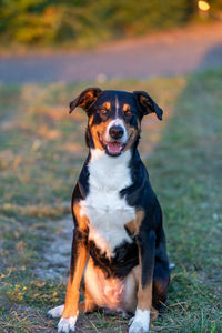 Portrait of dog sitting on field