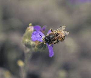 Close-up of bee pollinating on purple flower