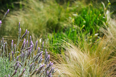 Close-up of flowering plants on land