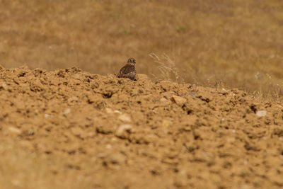 View of bird perching on field