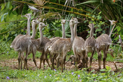 Deer standing on field