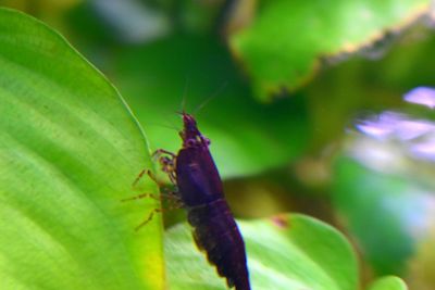 Close-up of insect on leaf