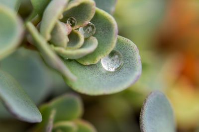 Close-up of plant against white background