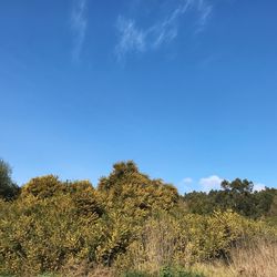 Low angle view of trees against blue sky