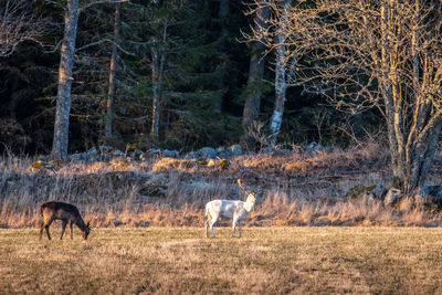 Deer in forest