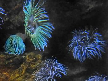 Close-up of fish swimming in sea